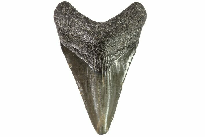 Juvenile Megalodon Tooth - Georgia #83700